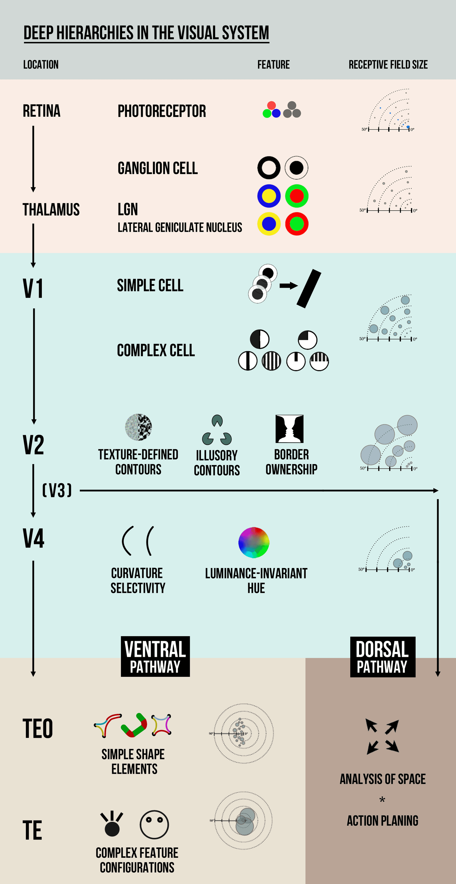 Visual Hierarchy: Guiding the User's Eye