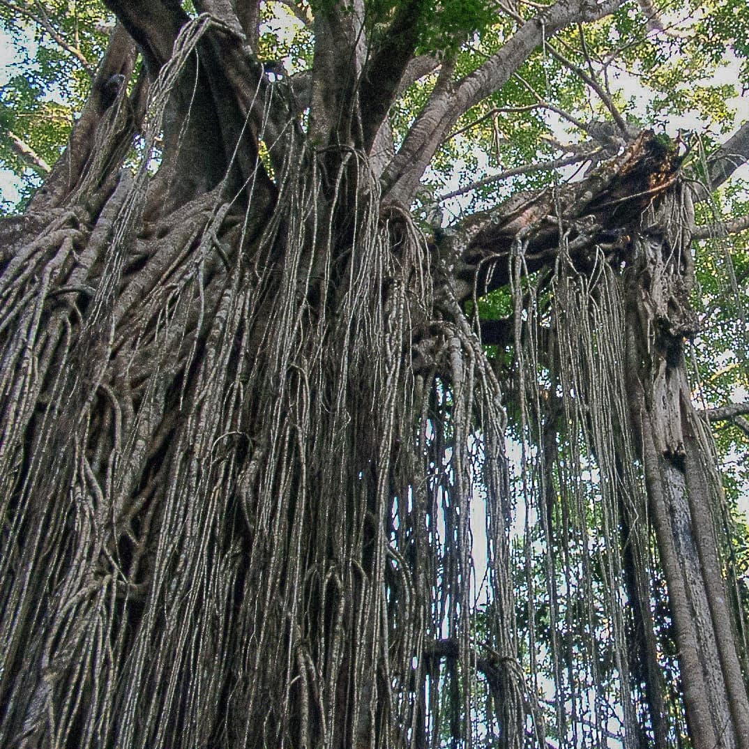 What is the Strangler Fig pattern and its use in legacy modernization?